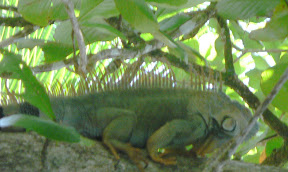 Iguana or lizard