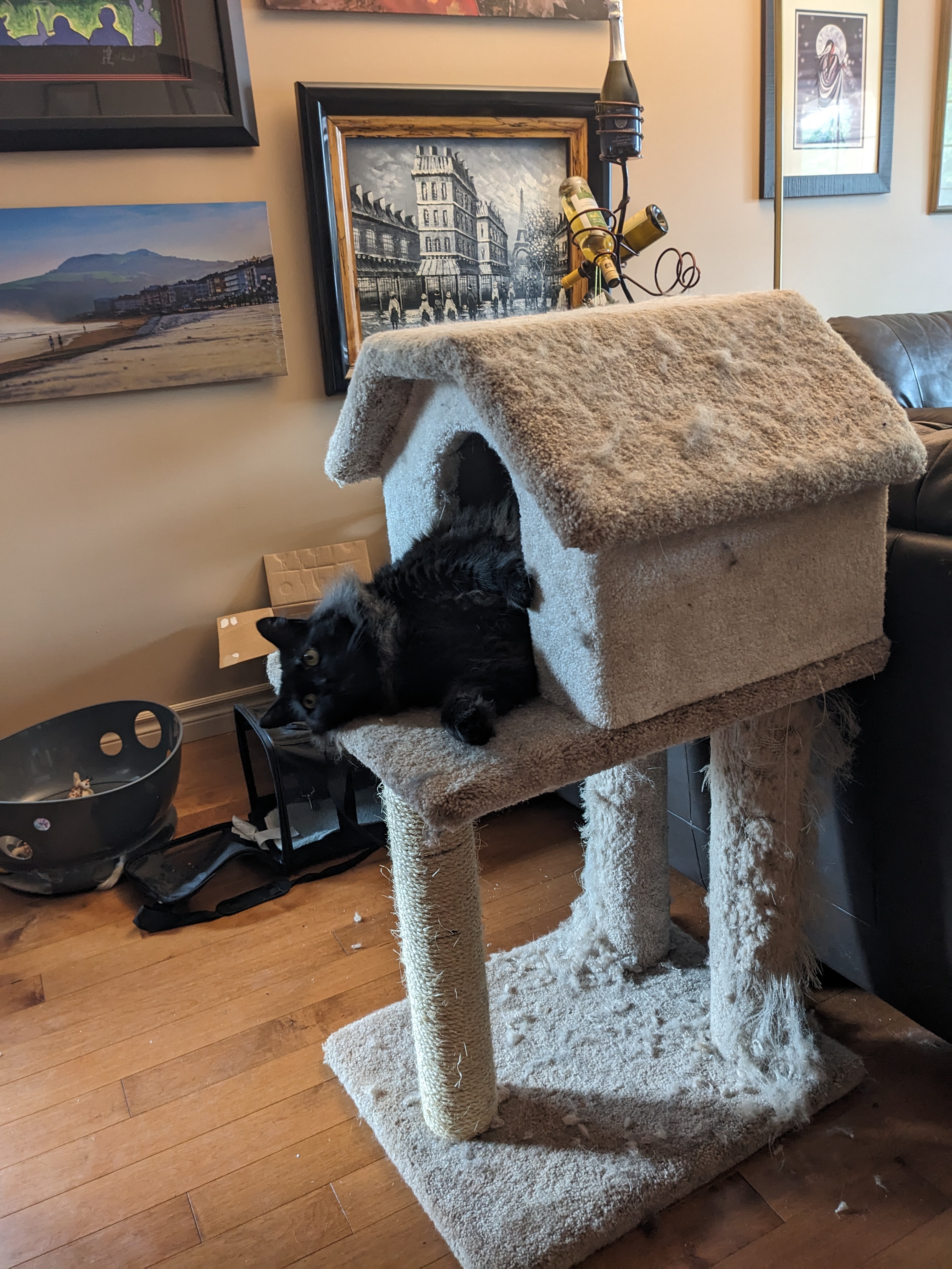 Black fluffy cat in cat tree house.
